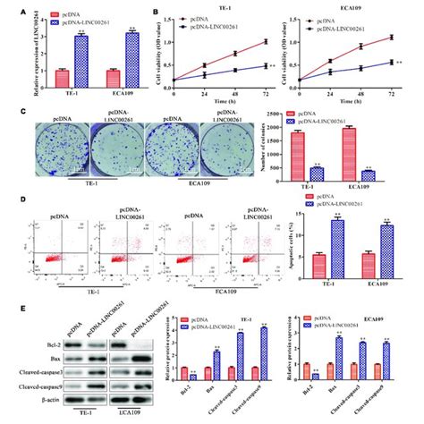 Overexpression Of LINC00261 Inhibits The Proliferation And Promotes