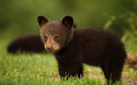 Download wallpapers little bear cub, Baribal, Black bear, wild nature ...