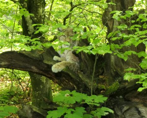 Wild Fotografieren Und Grillen Landesjagdverband Hessen E V