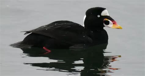 Melanitta Perspicillata Surf Scoter Humboldt Life Lost Coast