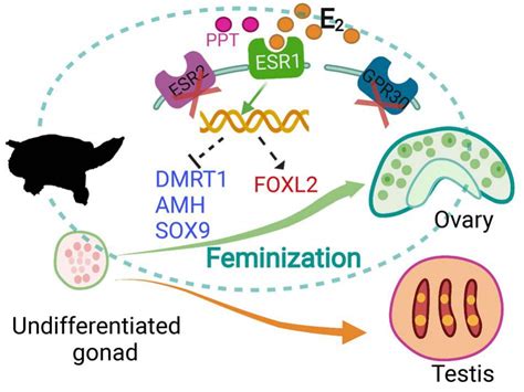 Esr1 Mediates Estrogen Induced Feminization Of Genetic Male Chinese Soft Shelled Turtle†