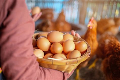 Cómo ponen huevos las gallinas