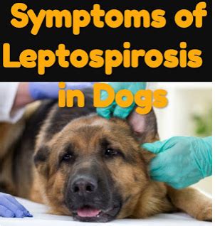 Leptospirosis Symptoms in dogs - Fitnes News