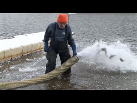 Trout Stocking At Frances Slocum State Park Luzerne County 2023