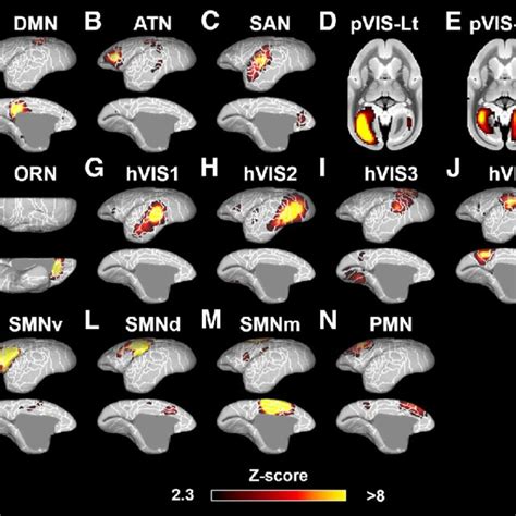 Fourteen Components Identified As Rsns In The Marmosets These Networks