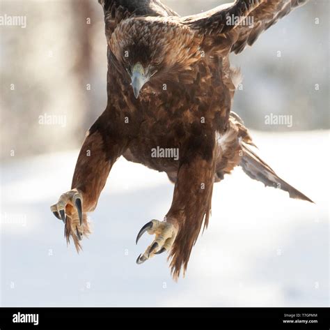 Golden Eagle Aquila Chrysaetos In A Taiga Forest Around Kuusamo In