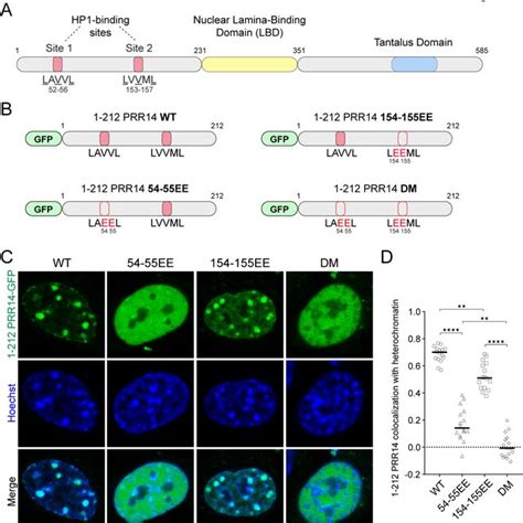 Prr Organizes H K Me Modified Heterochromatin At The Nuclear Lamina