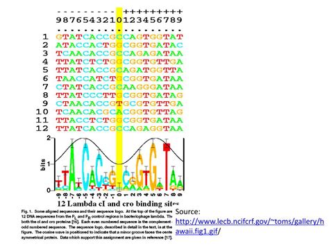 PPT - Promoter structure and gene regulation PowerPoint Presentation ...