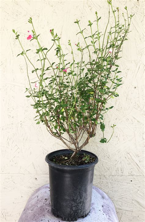 Salvia microphylla 'Hot Lips' – Plant Material
