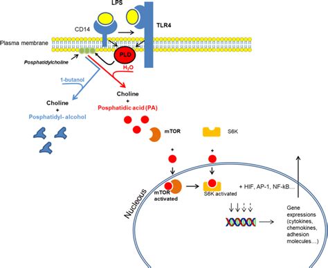 This Image Summarizes The Intracellular Signaling Pathways Activated By