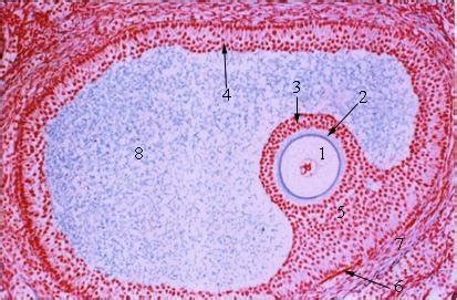 Mature Graafian Follicle Secondary Oocyte Zona Pellucida Corona