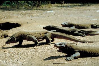 Komodo Dragon Facts