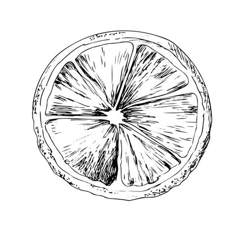 Premium Vector | Vector black and white illustration of a lemon slice citrus sketch for menu and ...