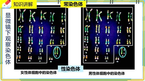 北师大版八年级上册第六单元 生命的延续第20章 生物的遗传和变异第4节 性别和性别决定完美版课件ppt 教习网课件下载