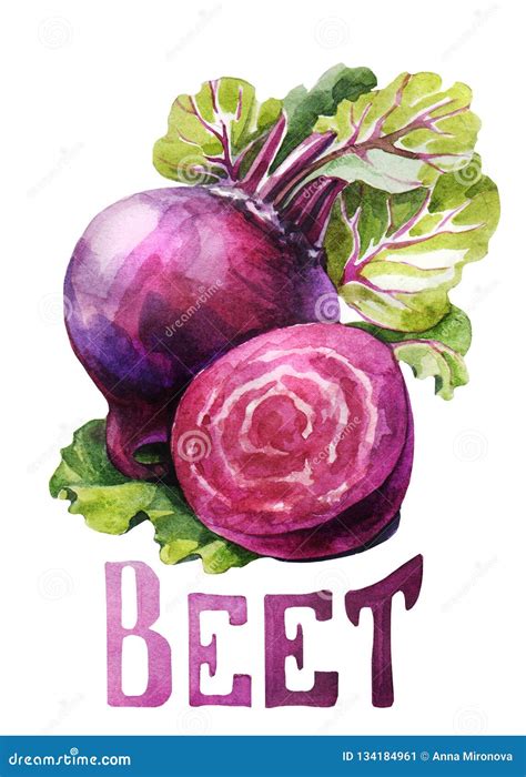 Beet Hand Drawing Watercolor On White Background With Title Stock