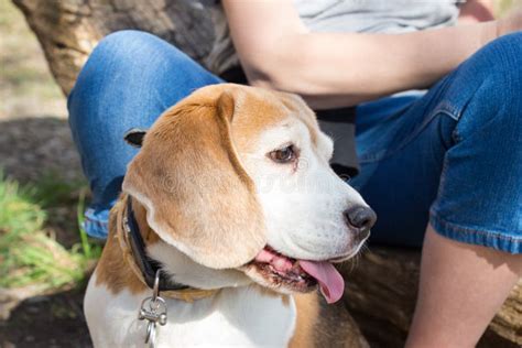 Adult Beagle Tricolor Dog Sitting between Legs Stock Image - Image of ...