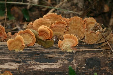 False Turkey Tail Fungi And Lichens Of Mississippi Biodiversity All