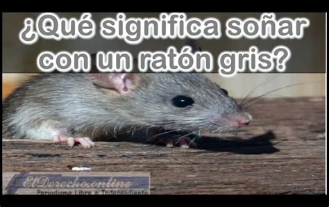 Soñar Con Un Raton O Rata Gris Qué Significa Este Sueño El Derecho