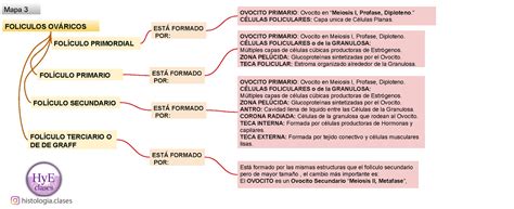 Mapa Mental 3 Folículos Ováricos Mapa 3 FOLICULOS OVÁRICOS FOLÍCULO