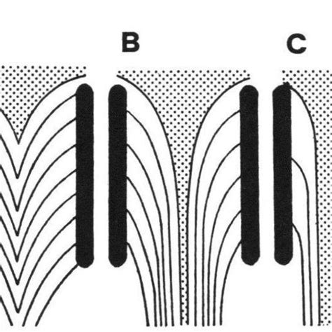 Diagram of the secondary lamellae attached to two neighbouring... | Download Scientific Diagram