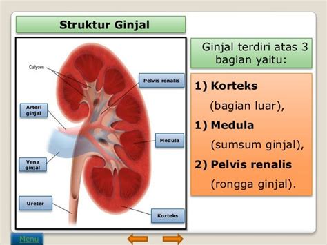 Sistem Ekskresi Pada Manusia