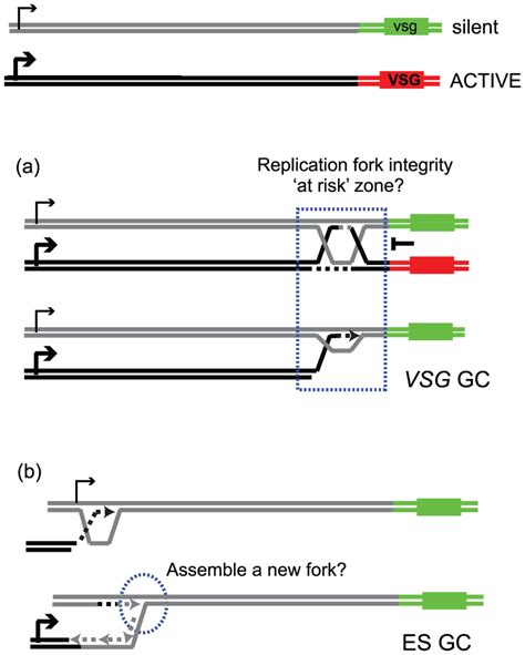 Multiple Genetic Networks In Recombination Mediated Vsg Variation The