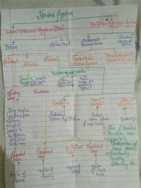 Control And Coordination Nervous System Mind Map Nervous System Anatomy Nursing School Tips