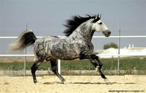 Dapple Grey Andalusian | Best Wallpaper Background