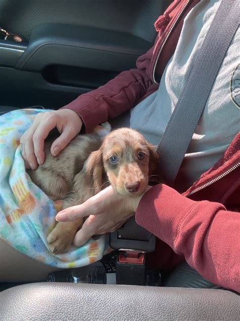 Meet Birdie Aka Little Bird My First Dachshund ・ Popular Pics ・ Viewer For Reddit