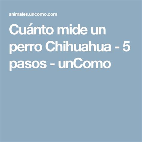 Cu Nto Mide Un Perro Chihuahua Pasos Uncomo Perros Chihuahua