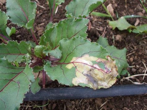 Beet Diseases And Pests Description Uses Propagation Plant Diseases Beet Plant Fruit Garden