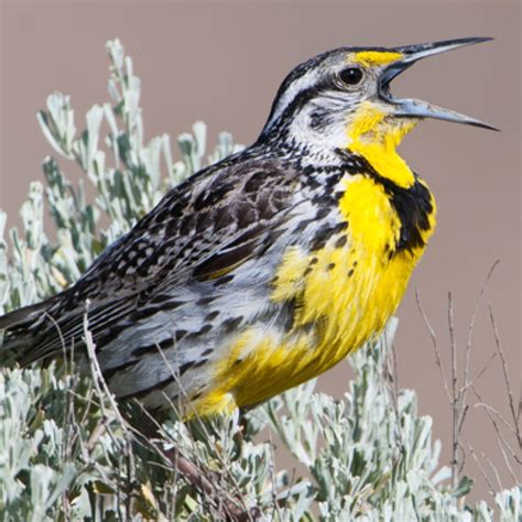 Western Meadowlark - American Bird Conservancy