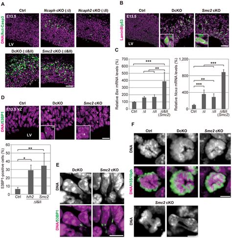 Defective Chromosome Segregation Leads To DNA Damage Induced Apoptosis