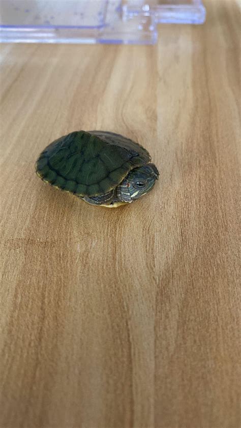 is my terrapin okay? : r/turtle