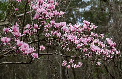 Sweet Southern Days: Japanese Magnolia Blossoms