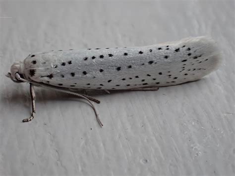 Latest Micro Photos Suffolk Moths The Macro And Micro Moths Of