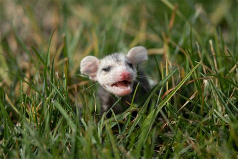 Possum Teeth Stock Photos, Pictures & Royalty-Free Images - iStock