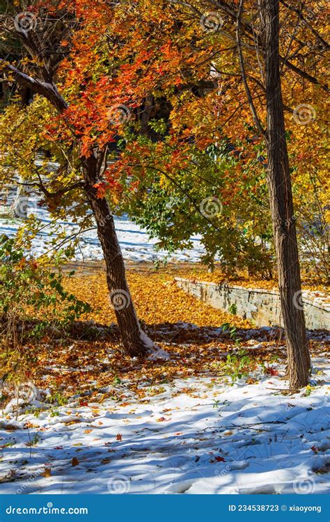 Beijing Olympic Forest Park Autumn, China Stock Image - Image of china ...