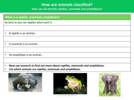 How Can We Identify Reptiles Mammals And Amphibians Science Year 1