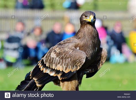 Falcon Images: Golden Eagle Wingspan Size