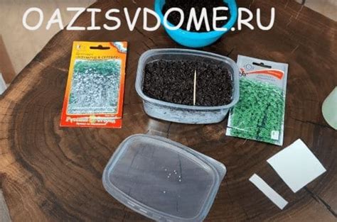 Когда и как правильно сажать Дихондру на рассаду, формировать и ...