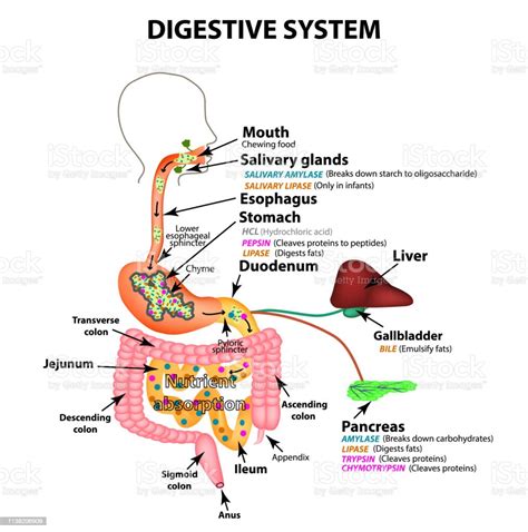 The Human Digestive System Anatomical Structure Digestion Of Carbohydrates Fats And Proteins