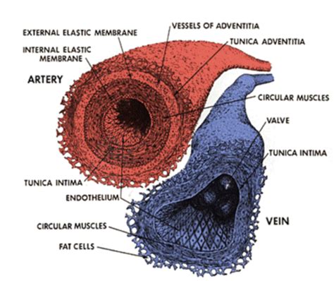 Peripheral Vascular Exam Flashcards Quizlet