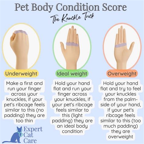 Cat Body Condition Score Chart | How to Score Your Cat 1-9