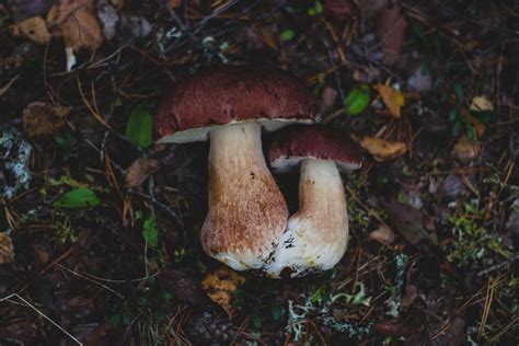 Amanita Fly Agaric Fungus Grass Muscaria Mushrooms Nature