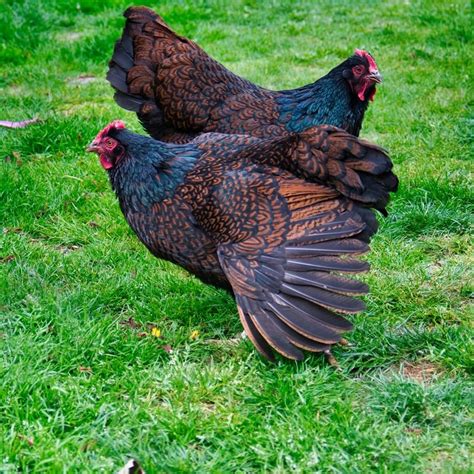 Barnevelder Chicken: Care Guide, Color Varieties and More… | Chickens And More