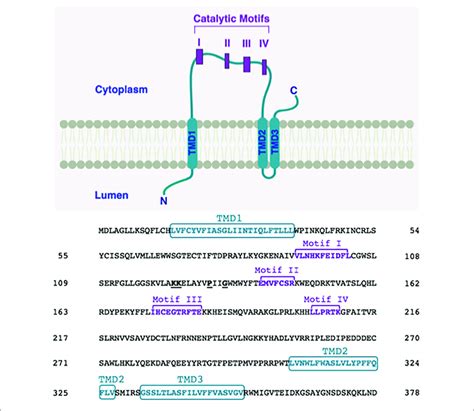 Proposed Membrane Topology Of Human Lpaat The Transmembrane Domains