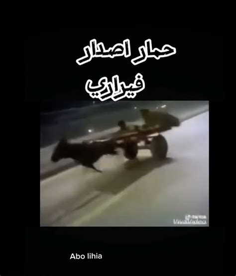 الحمار 🤣 هههههههههه😂🤣 Youtube