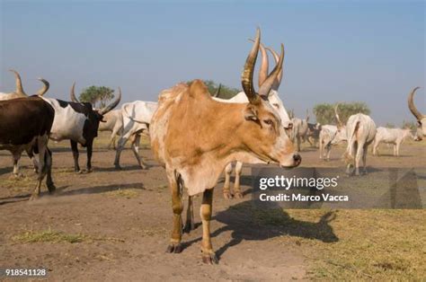 Bor South Sudan Photos and Premium High Res Pictures - Getty Images