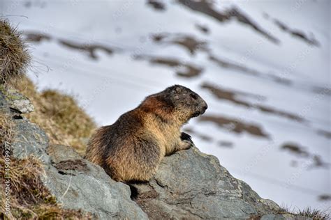 Murmeltier Murmeltiere Mankei Munggen Nagetier Erdhörnchen